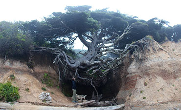 tree root cave