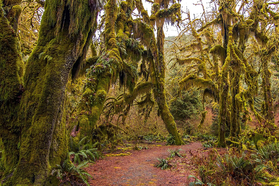 Hoh rain forest in olympic national park, washington, usa