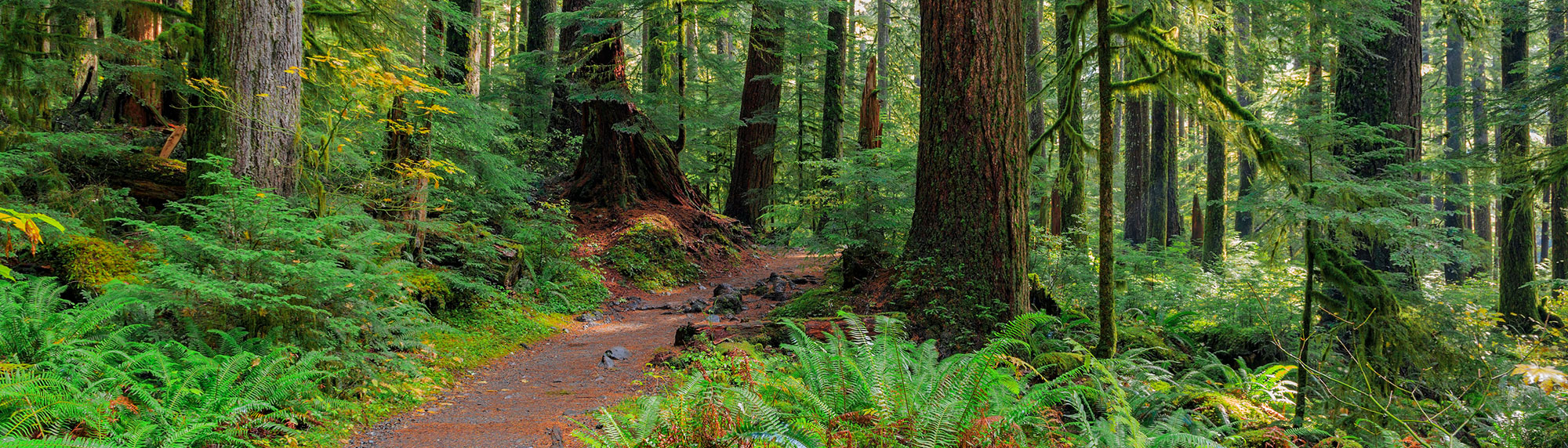 rain forest in Olympic national park