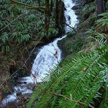 waterfall in Olympic Peninsula